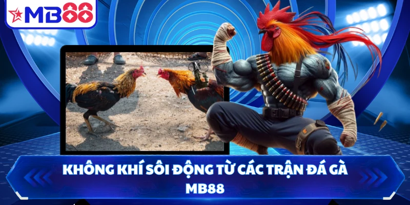Không khí sôi động từ các trận đá gà MB88
